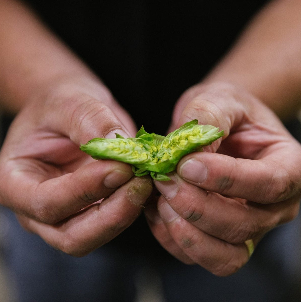 Hands opening a hop cone to show the lupulin inside