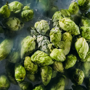 Thumbnail of Cryo fresh hops