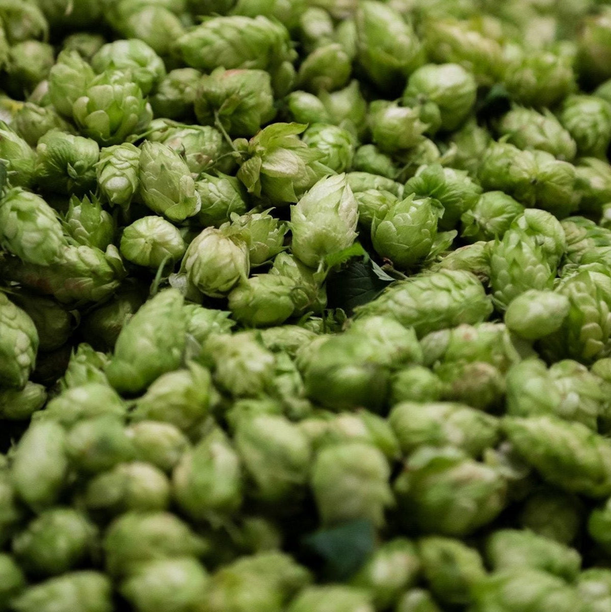 A bed of freshly picked hop cones