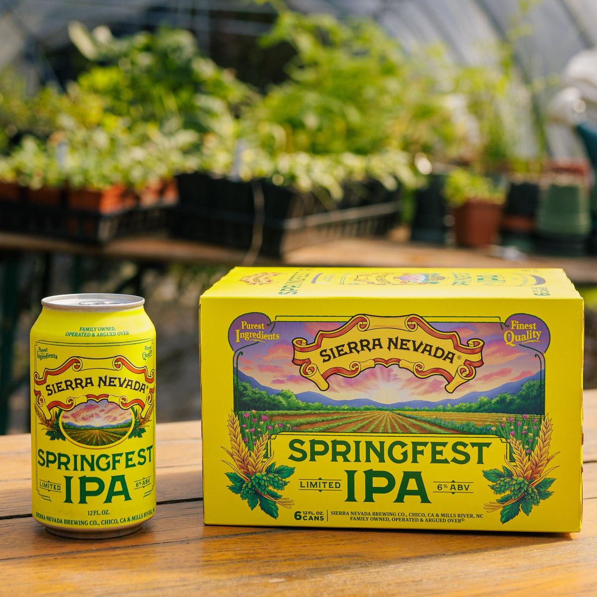 Sierra Nevada Springfest IPA can and six-pack on a wooden surface with plants in the background