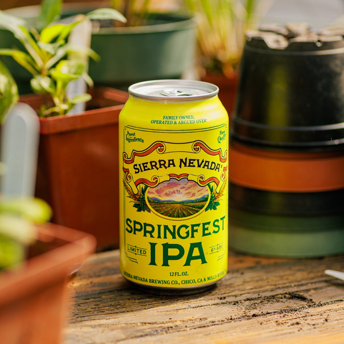 Sierra Nevada Springfest IPA can on a wooden surface with plants in the background