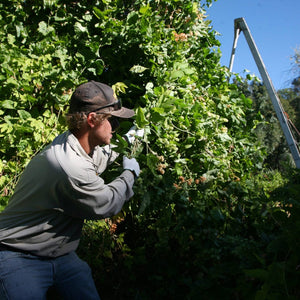 Thumbnail of Wild hops being harvested