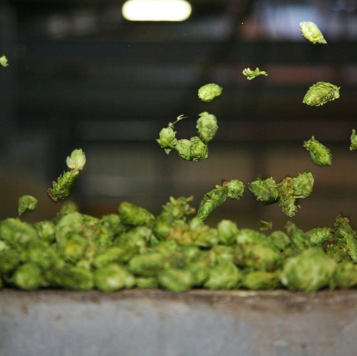 Hops falling to the floor into a pile