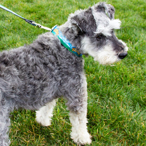 Thumbnail of Sierra Nevada dog collar worn by a dog on a leash