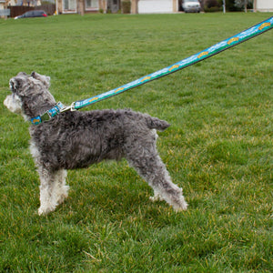 Thumbnail of Sierra Nevada dog lead on a dog wearing a leash and collar